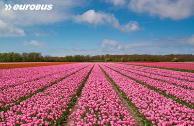 Holandia Uprawa Tulipanow